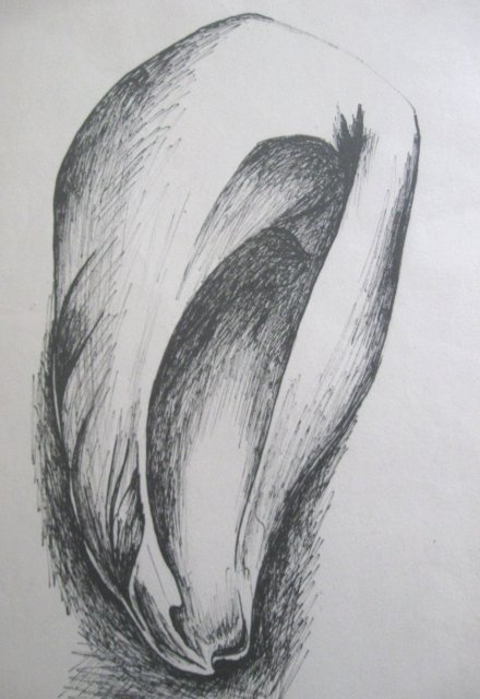 Edward Noniewicz - Inne prace - rysunki - 48 / 134 - 