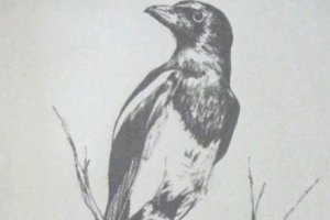 Ptaki