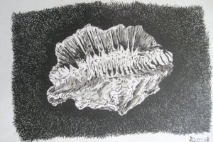 Skamieniały koral