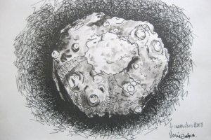 Skamieniały jeżowiec